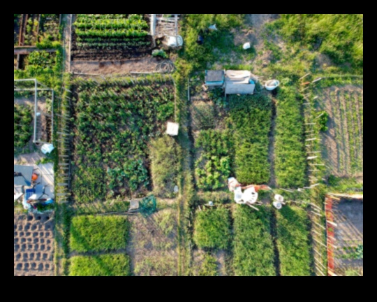 Urban Green Revolution: Gardening Tips for the City