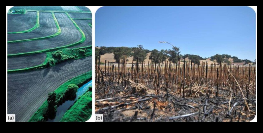 Humans A Major Cause of Soil Erosion 1