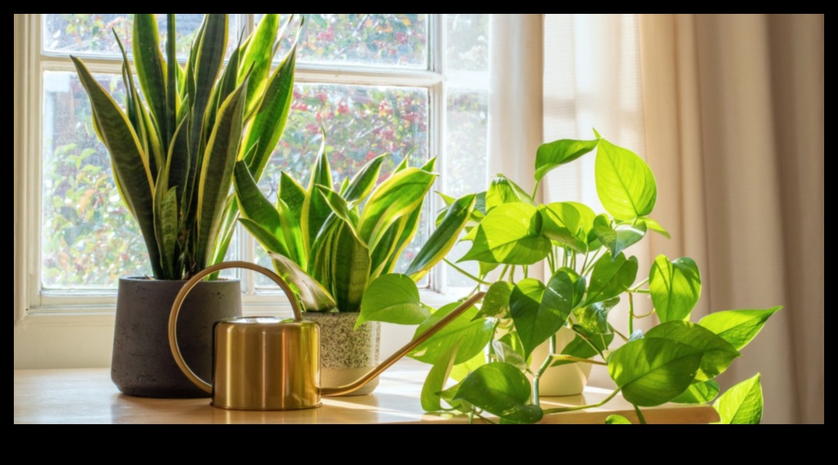 Indoor Botanical Bliss: Tips for Flourishing Houseplants