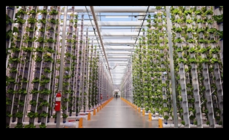 Indoor Eden: Growing Your Garden Beyond the Exterior Walls