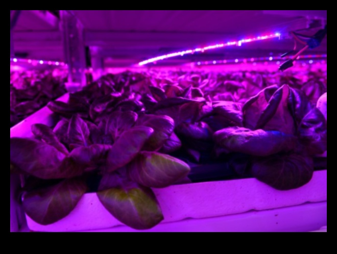 Infinite Harvest: Greenhouse Bounty Beckons