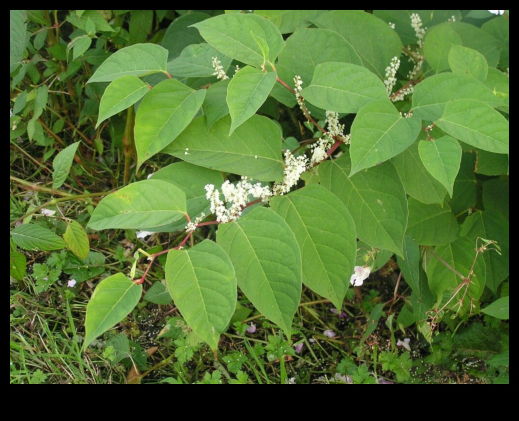 Invasive Plants A Threat to Landscape Vulnerability 1 Why are certain landscapes more vulnerable to invasive plant species?
