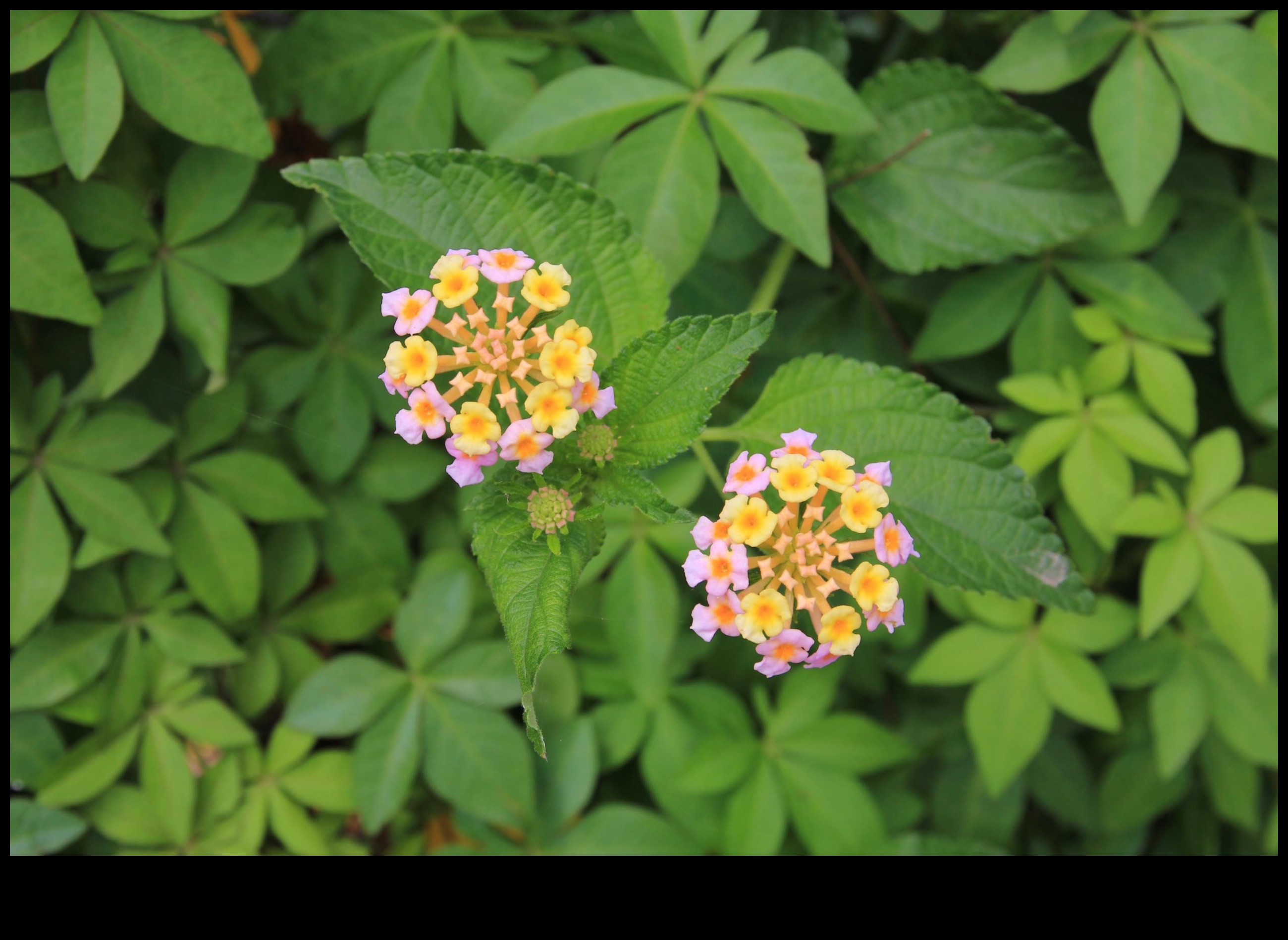 Invasive Plants A Threat to Landscape Vulnerability 2 Why are certain landscapes more vulnerable to invasive plant species?