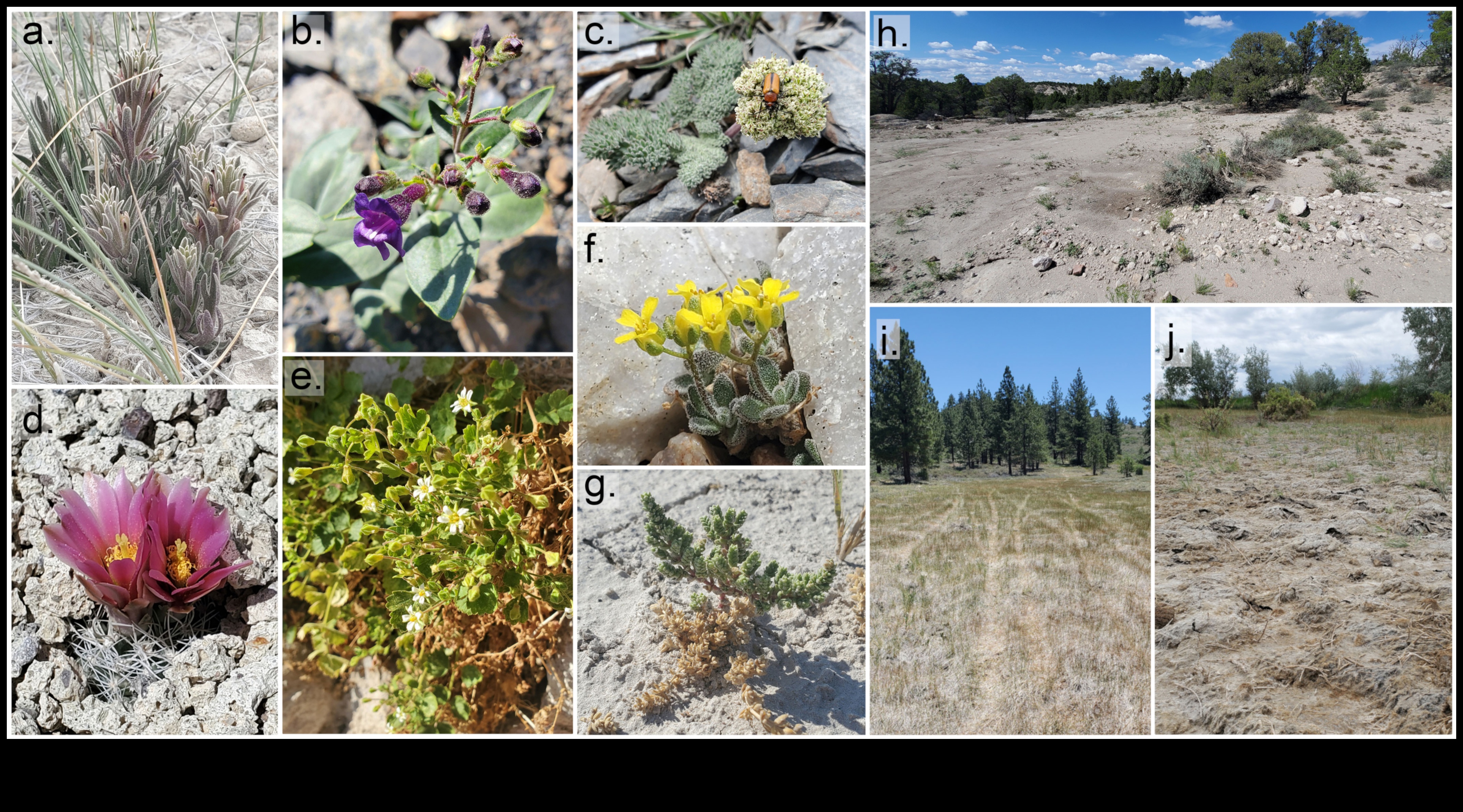 Invasive Plants A Threat to Landscape Vulnerability 3 Why are certain landscapes more vulnerable to invasive plant species?