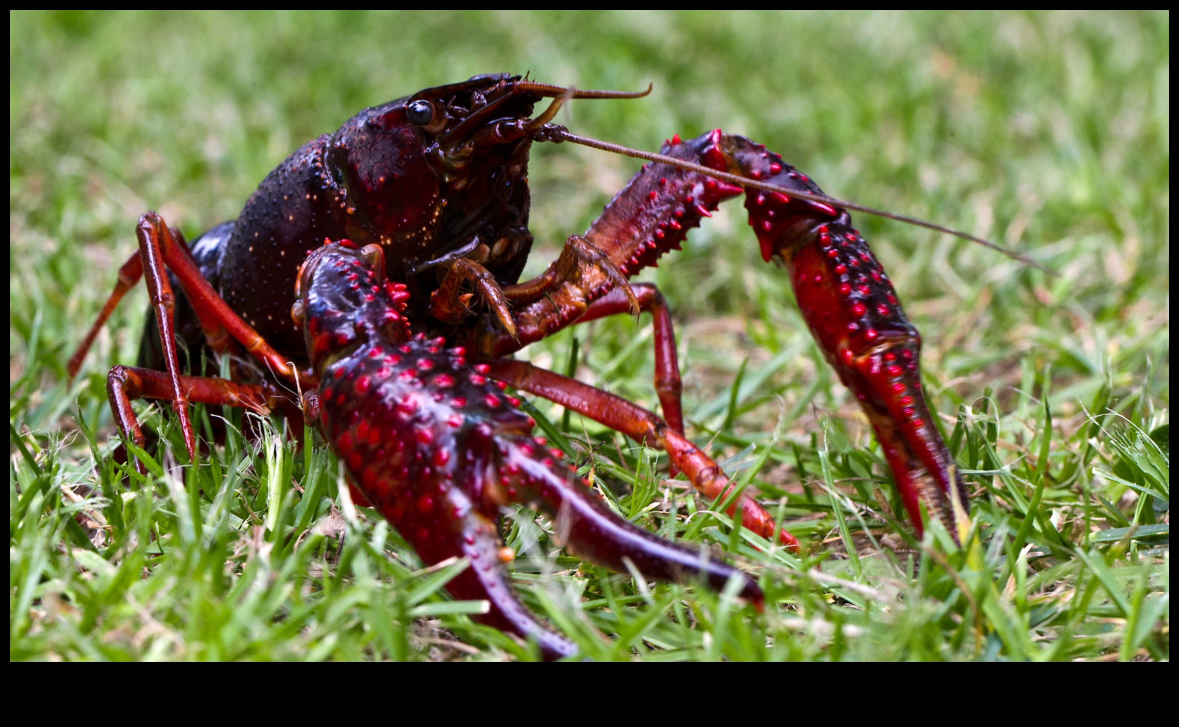 Invasive Species A Growing Threat to the Landscape 2 Why are certain landscapes more susceptible to invasive animal species?