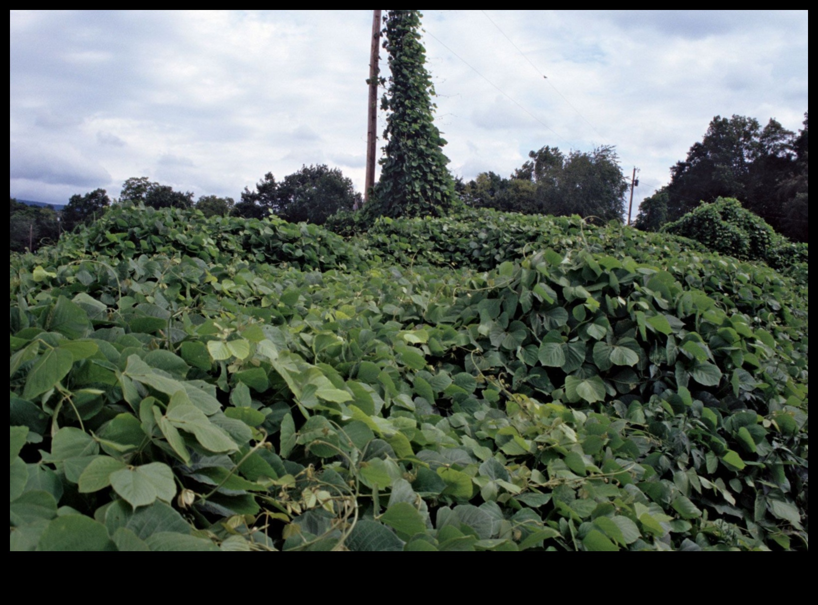 Invasive Species A Growing Threat to the Landscape 4 Why are certain landscapes more susceptible to invasive animal species?