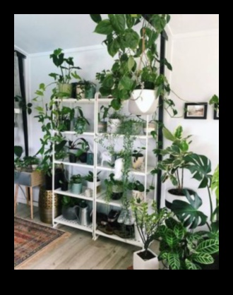Leafy Luxury: Elevate Your Home with Indoor Gardening