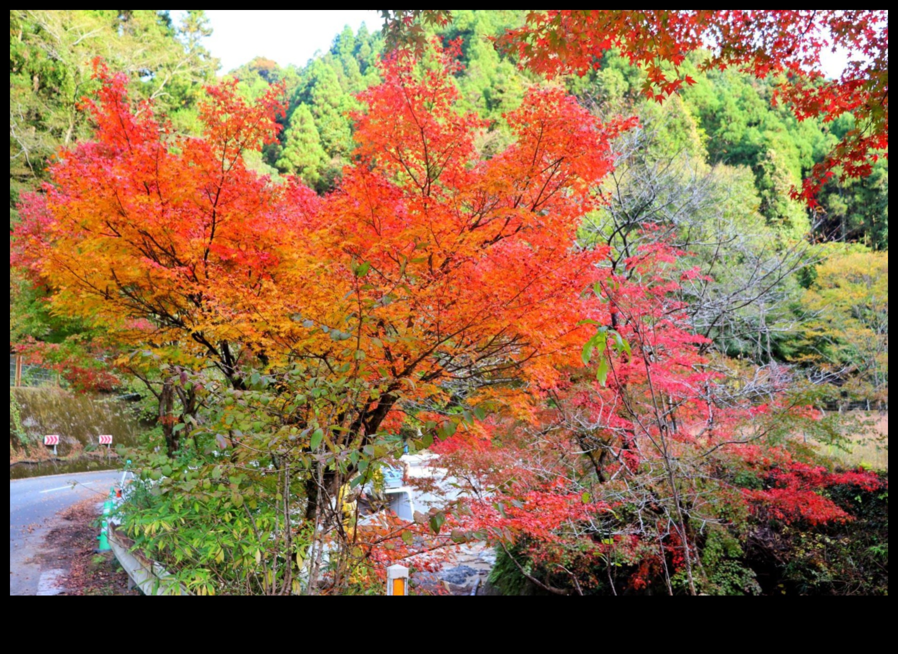 Majestic Maples: Japanese Garden Autumnal Charm