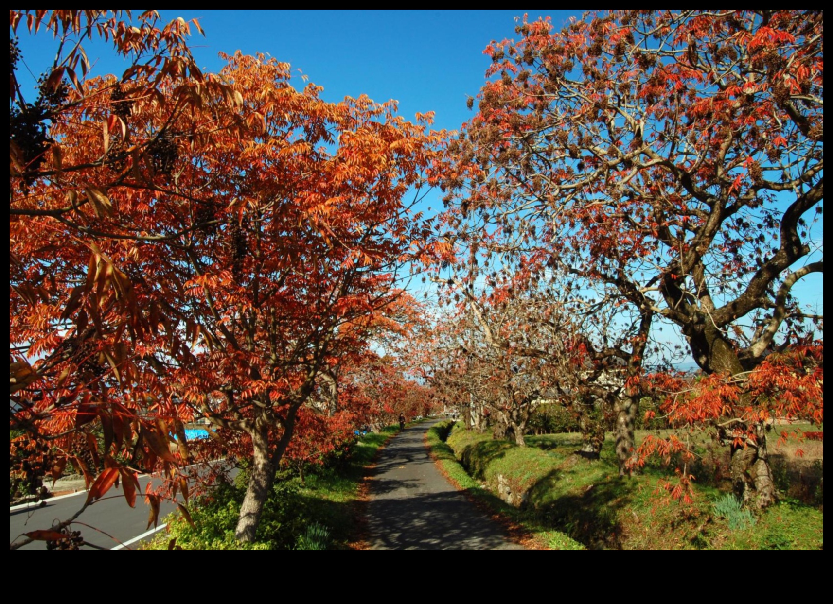 Majestic Maples: Japanese Garden Autumnal Charm