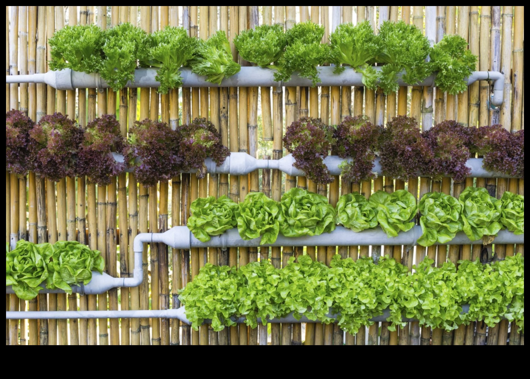 Micro Gardening Marvels: Urban Greening Strategies