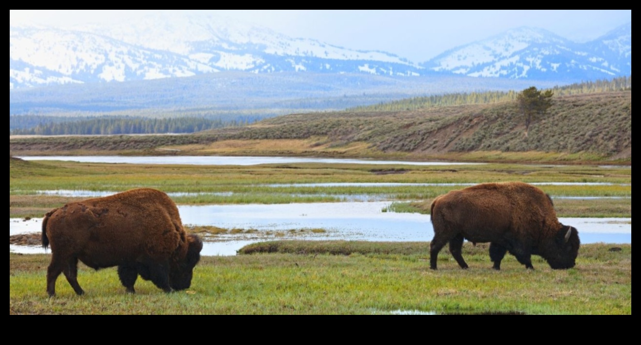 What role do national parks play in preserving natural landscapes?