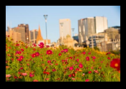 Urban Biodiversity: Flora and Fauna in Cityscapes