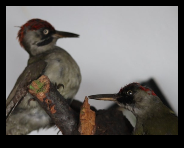 Nature's Beauty A Timeless Treasure 1