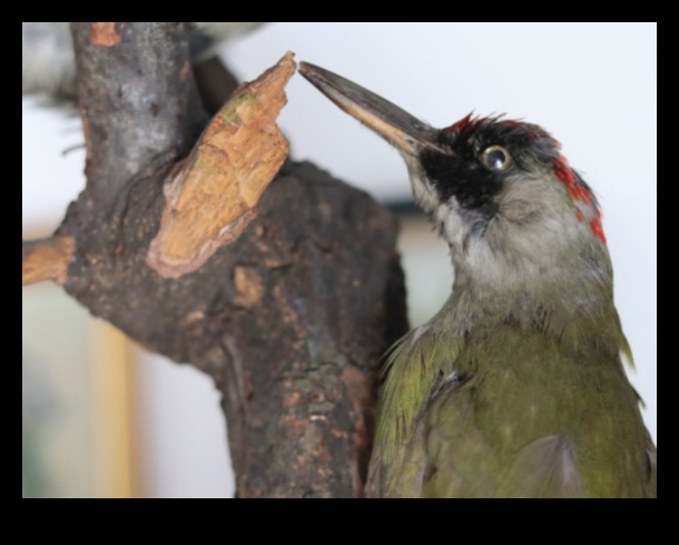 Melodic Landscapes: Harmonies Crafted by Nature's Beauty