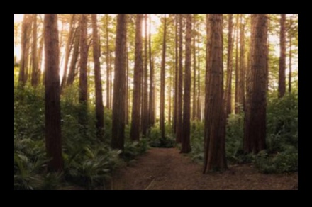 What are the economic benefits of preserving natural landscapes?