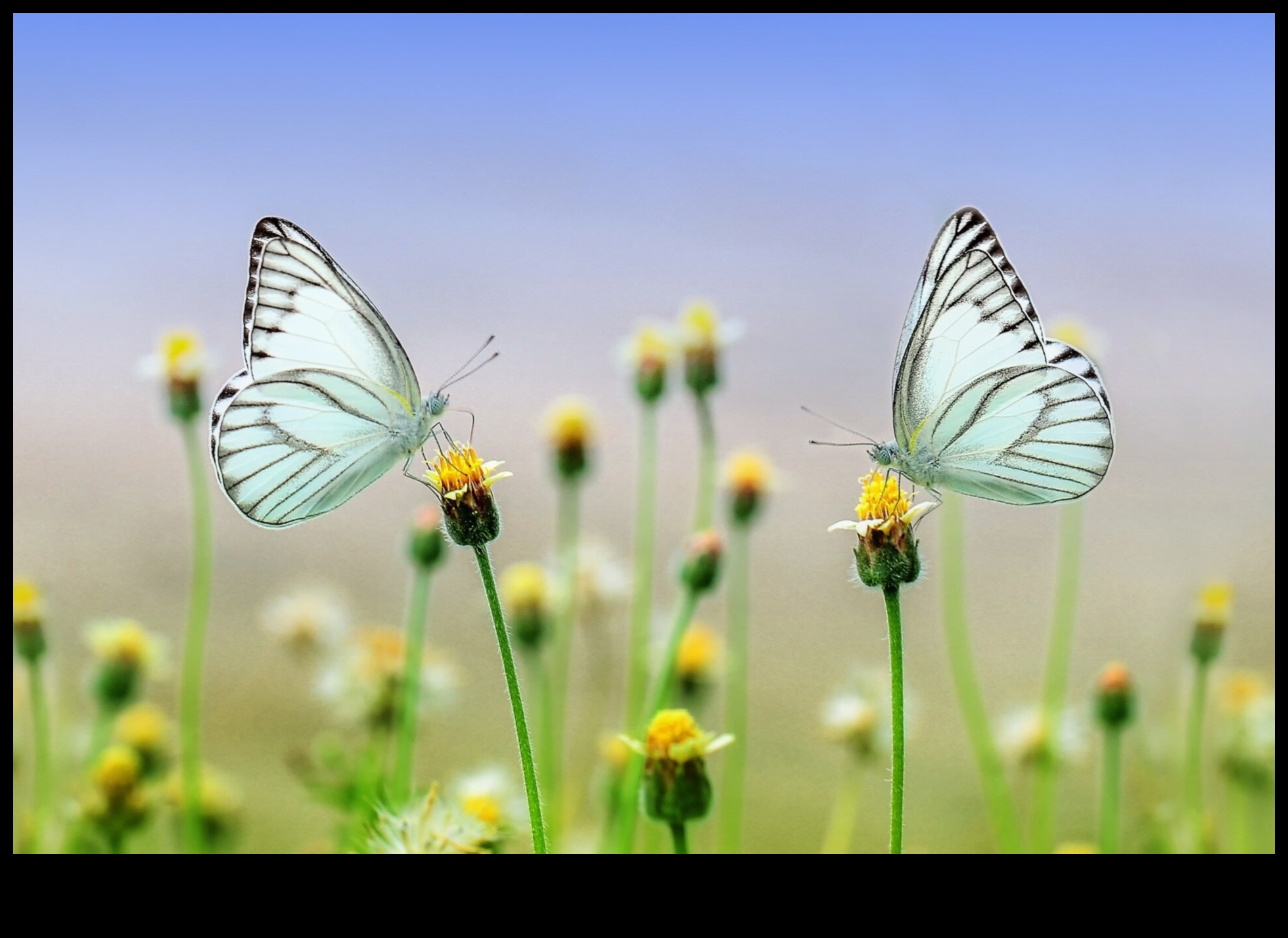 What are the economic benefits of preserving natural landscapes?