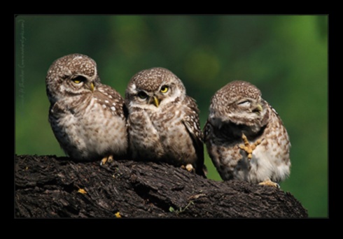 Poetic Vignettes: Nature's Beauty in Poetry Explored