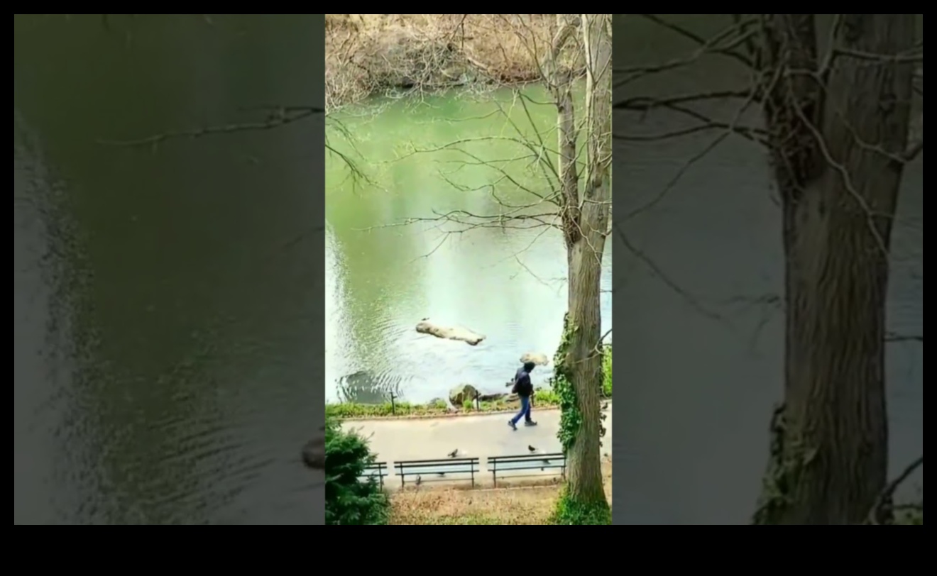 Nature's Oasis: A Visual Retreat into Tranquil and Refreshing Landscapes