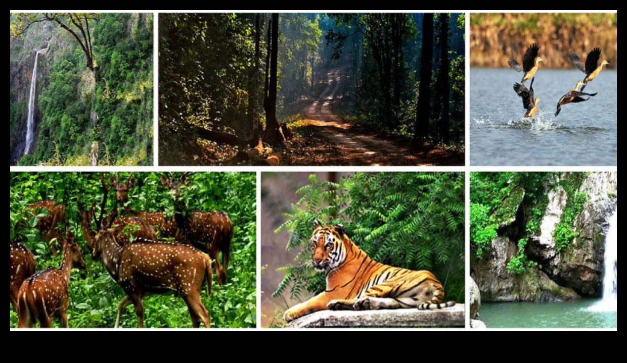 Nature's Guardians: Protected Natural Areas Explored