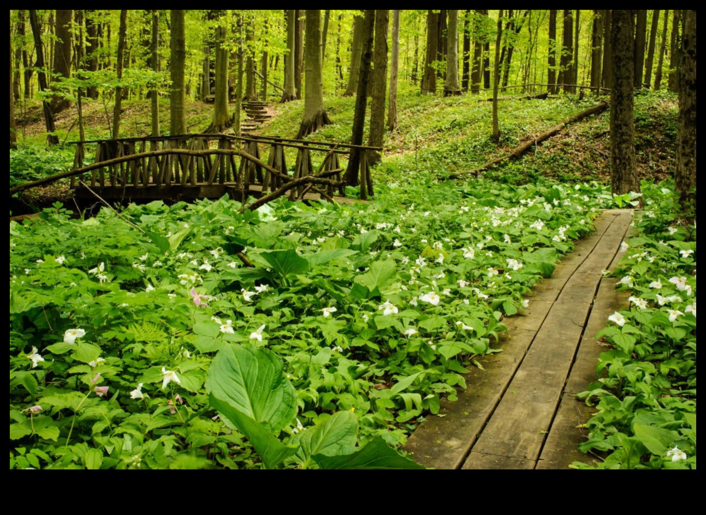 Biodiversity Safeguards: Conservation Areas at the Forefront