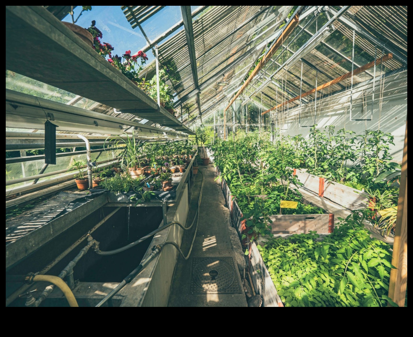 Nurturing Nature's Way: The Essence of Organic Gardening