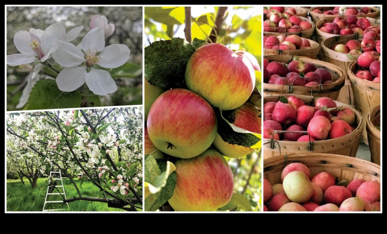 Orchards in Bloom: Blossoming Fruit Trees in Rural Landscapes