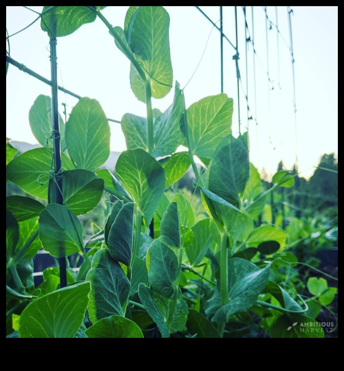 Partnered Perfection: Thrive with Expert Companion Planting