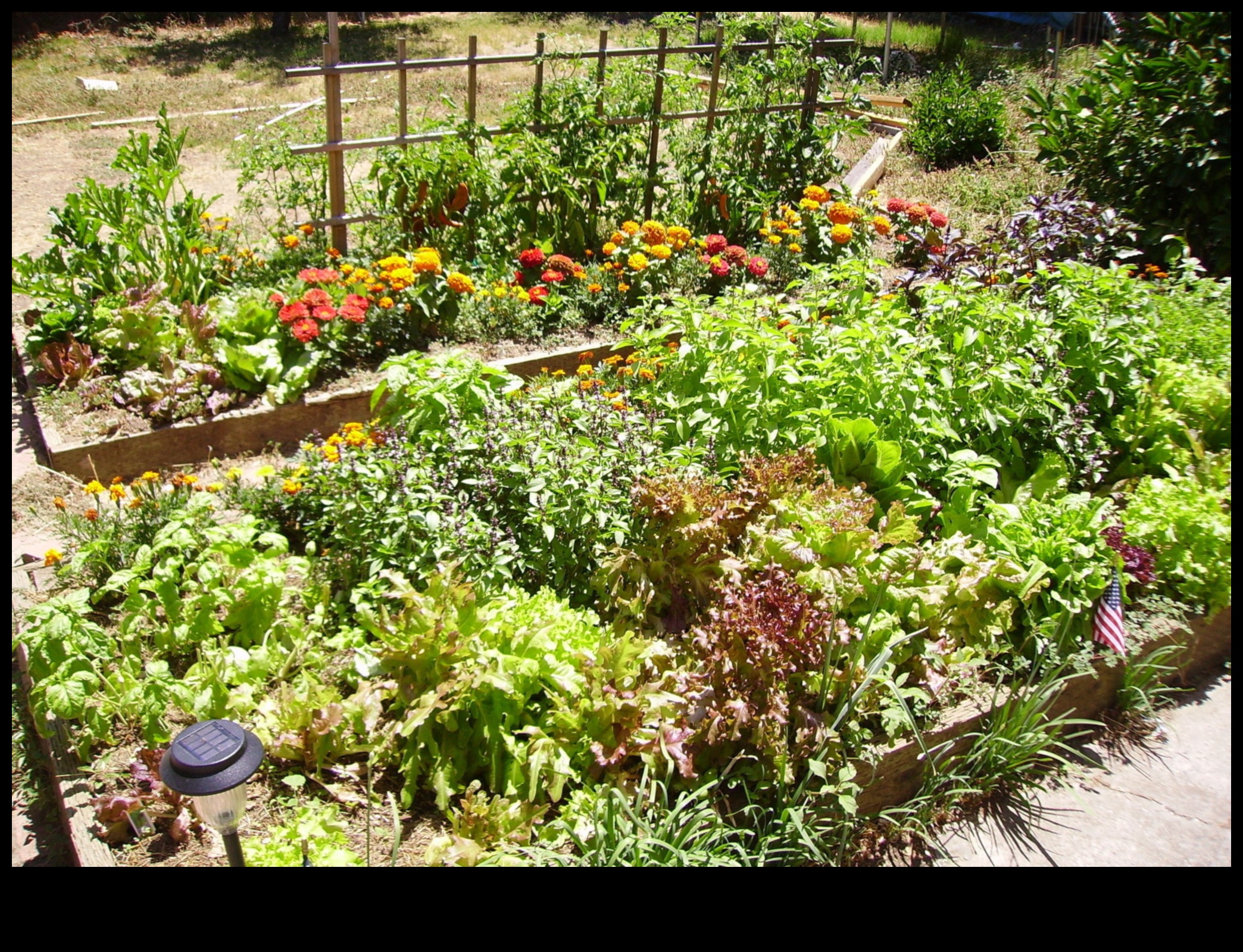 Partnered Perfection: Thrive with Expert Companion Planting
