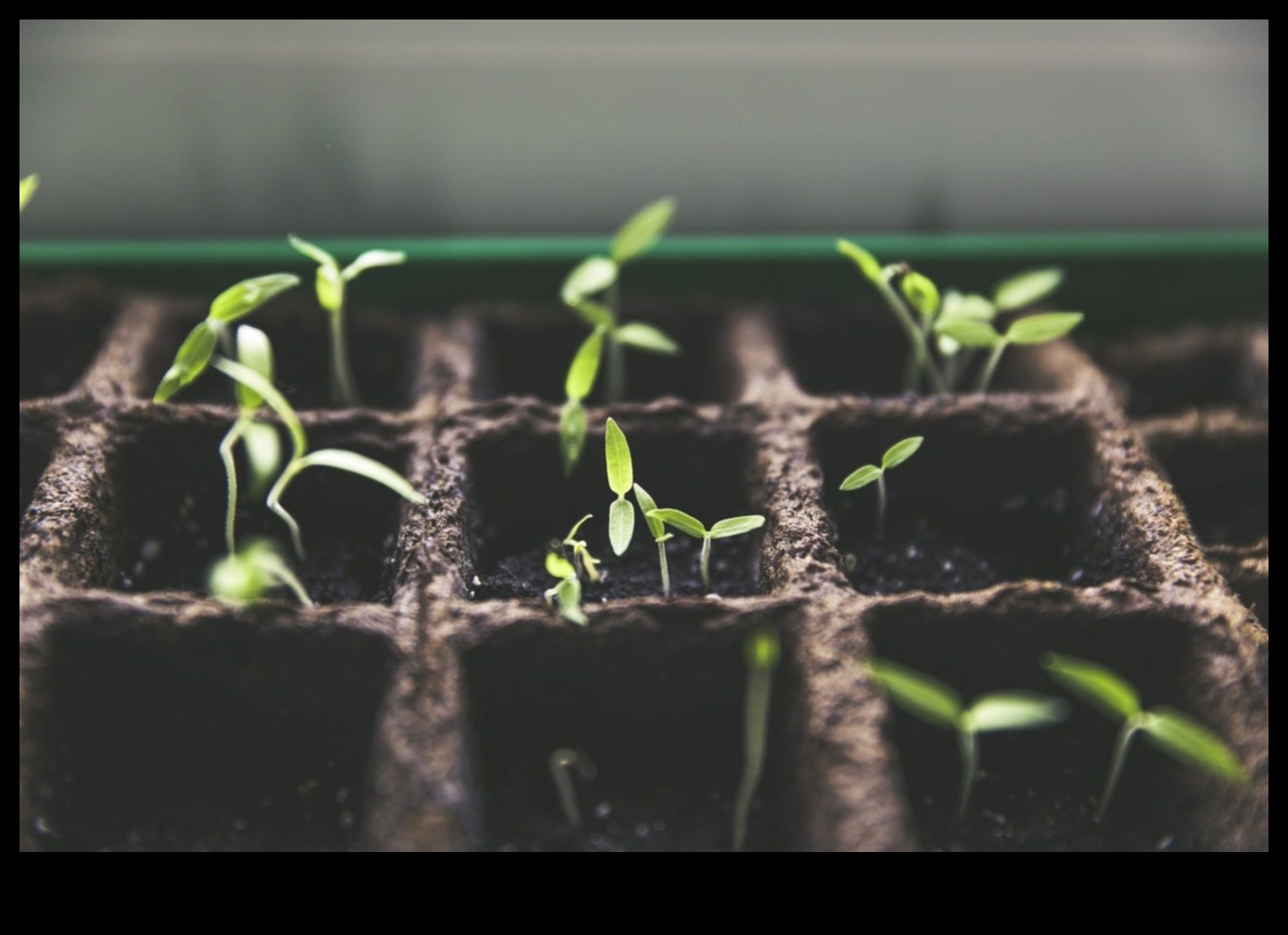 Partnered Perfection: Thrive with Expert Companion Planting