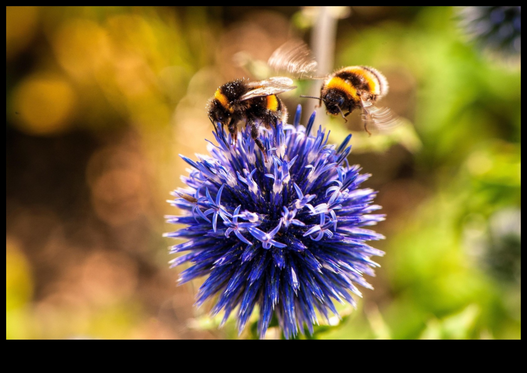 Pest-Proof Paradise: Strategies for a Blooming Garden