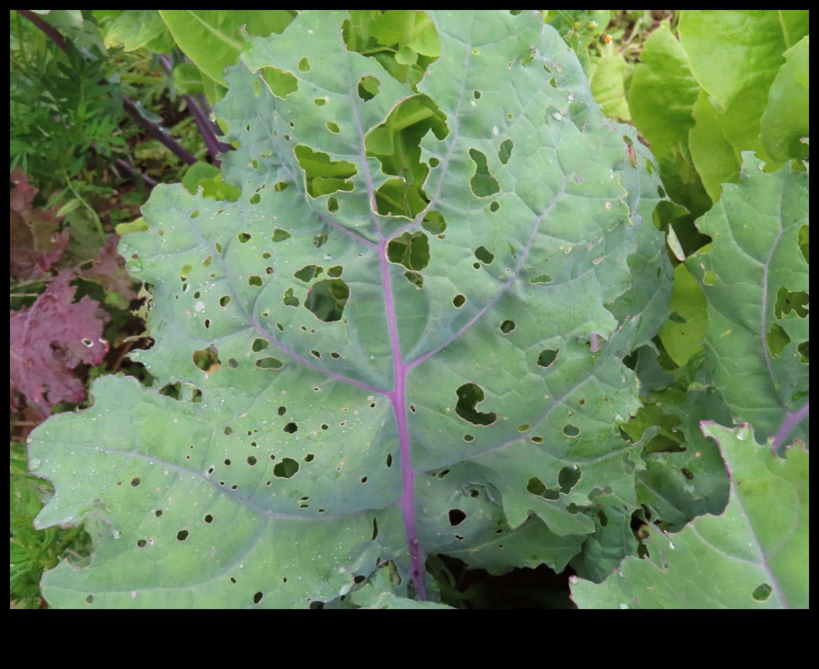 Pest-Proof Paradise: Guarding Your Greens with Expertise