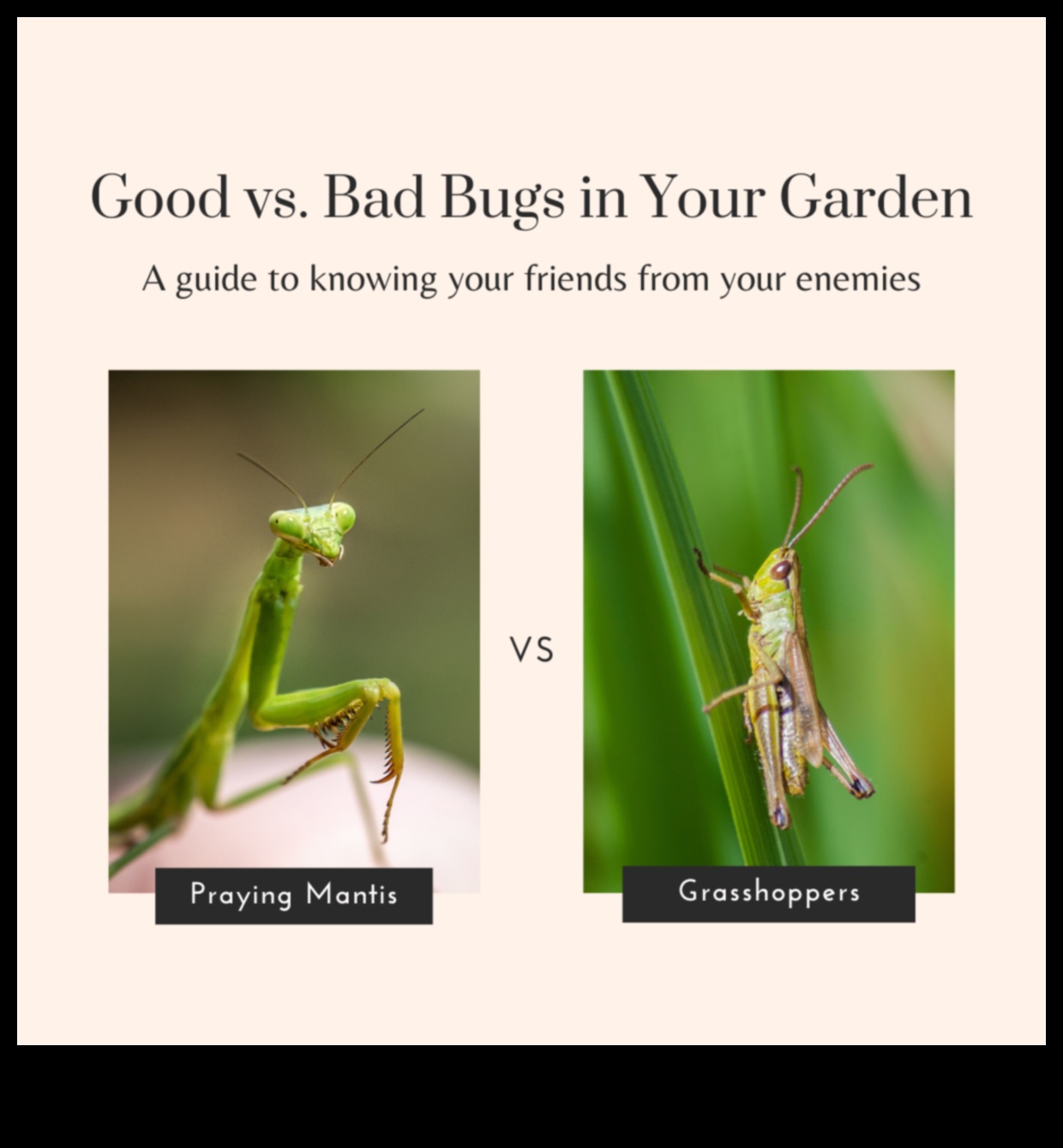 Pest-Proof Paradise: Guarding Your Greens with Expertise