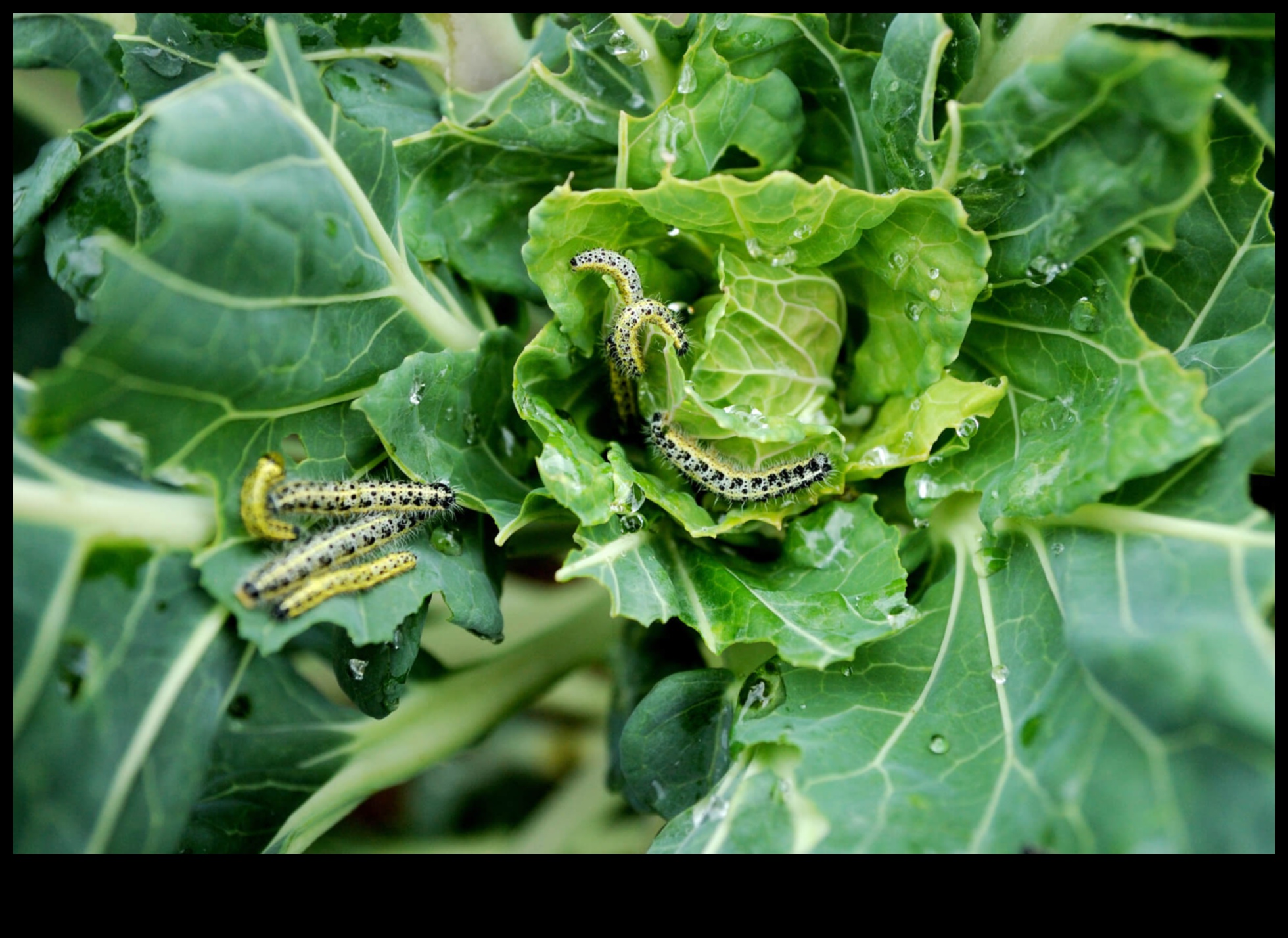 Pest Warfare How to Win the Battle for a Beautiful, Pest-Free Garden 1 Pest Warfare: Strategies for a Blossoming Pest-Free Garden