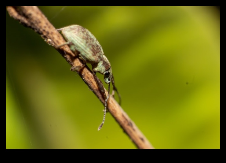 Pest Warfare How to Win the Battle for a Beautiful, Pest-Free Garden 3 Pest Warfare: Strategies for a Blossoming Pest-Free Garden