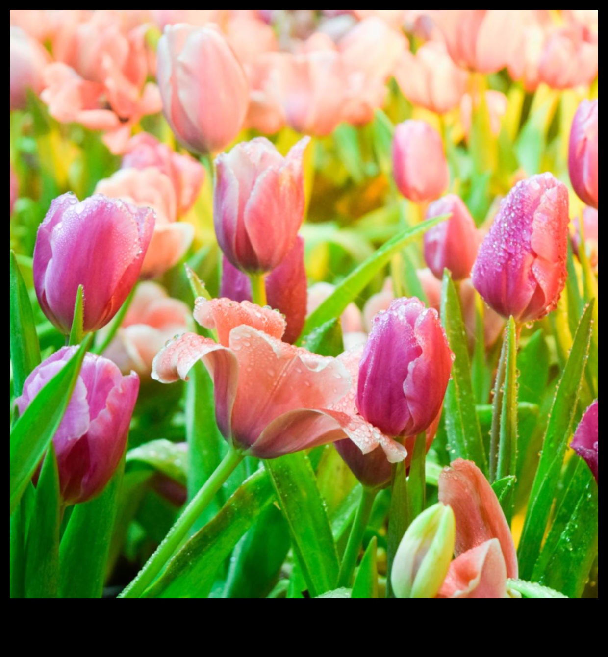 Petals and Progress: A Journey in Thoughtful Garden Care