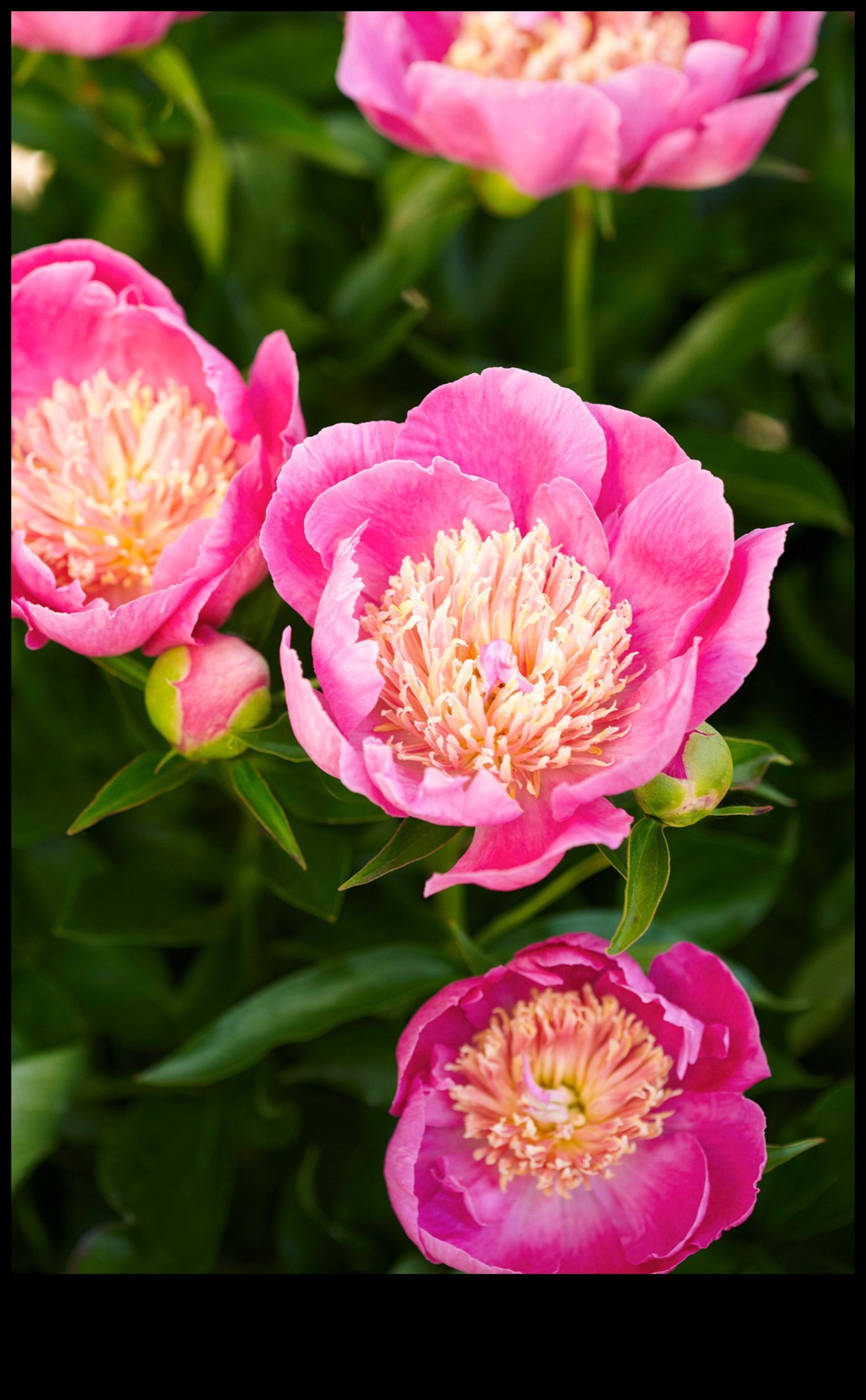 Petals and Progress: Navigating the Seasons with Garden Care