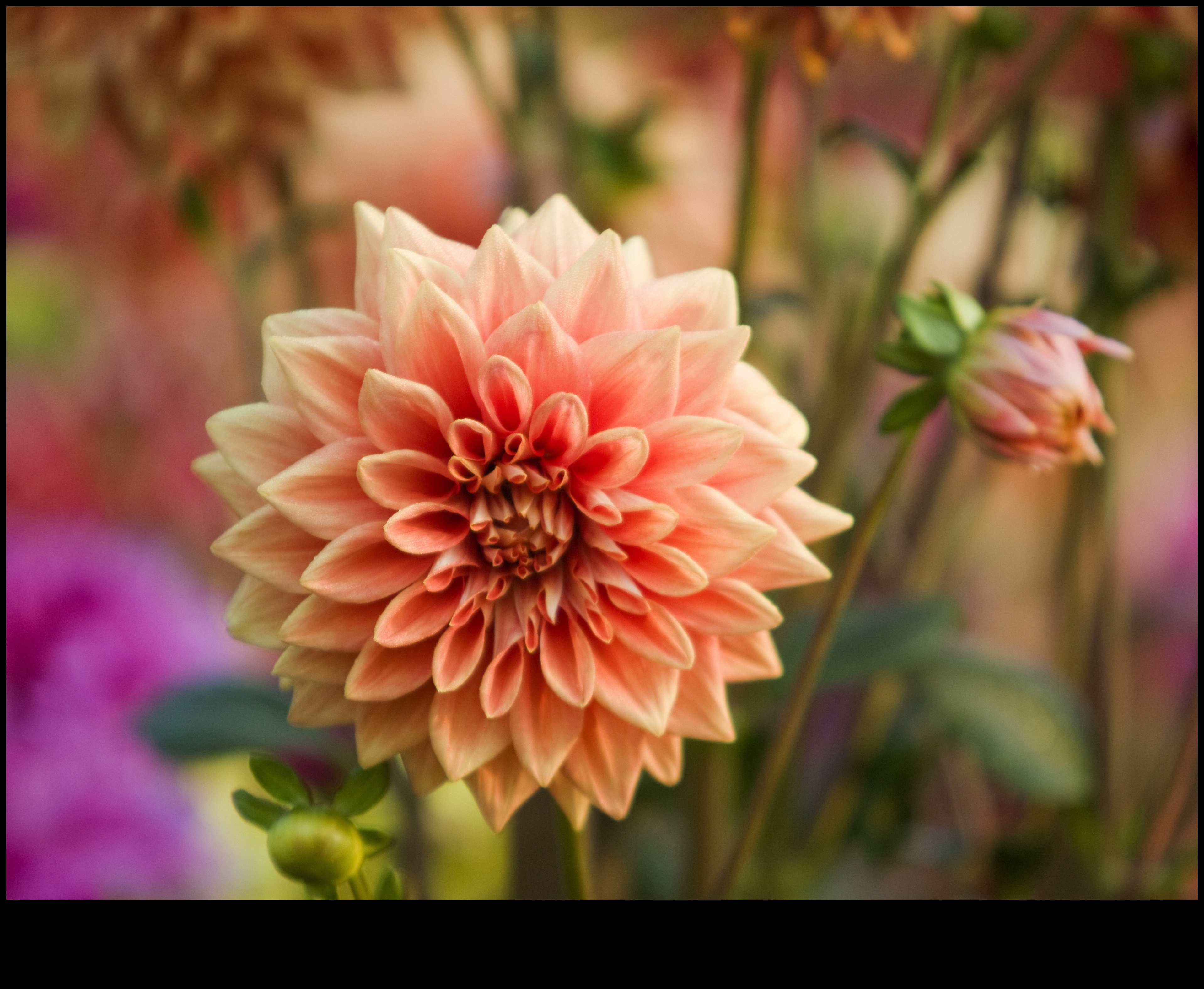 Petals and Progress: Navigating the Seasons with Garden Care