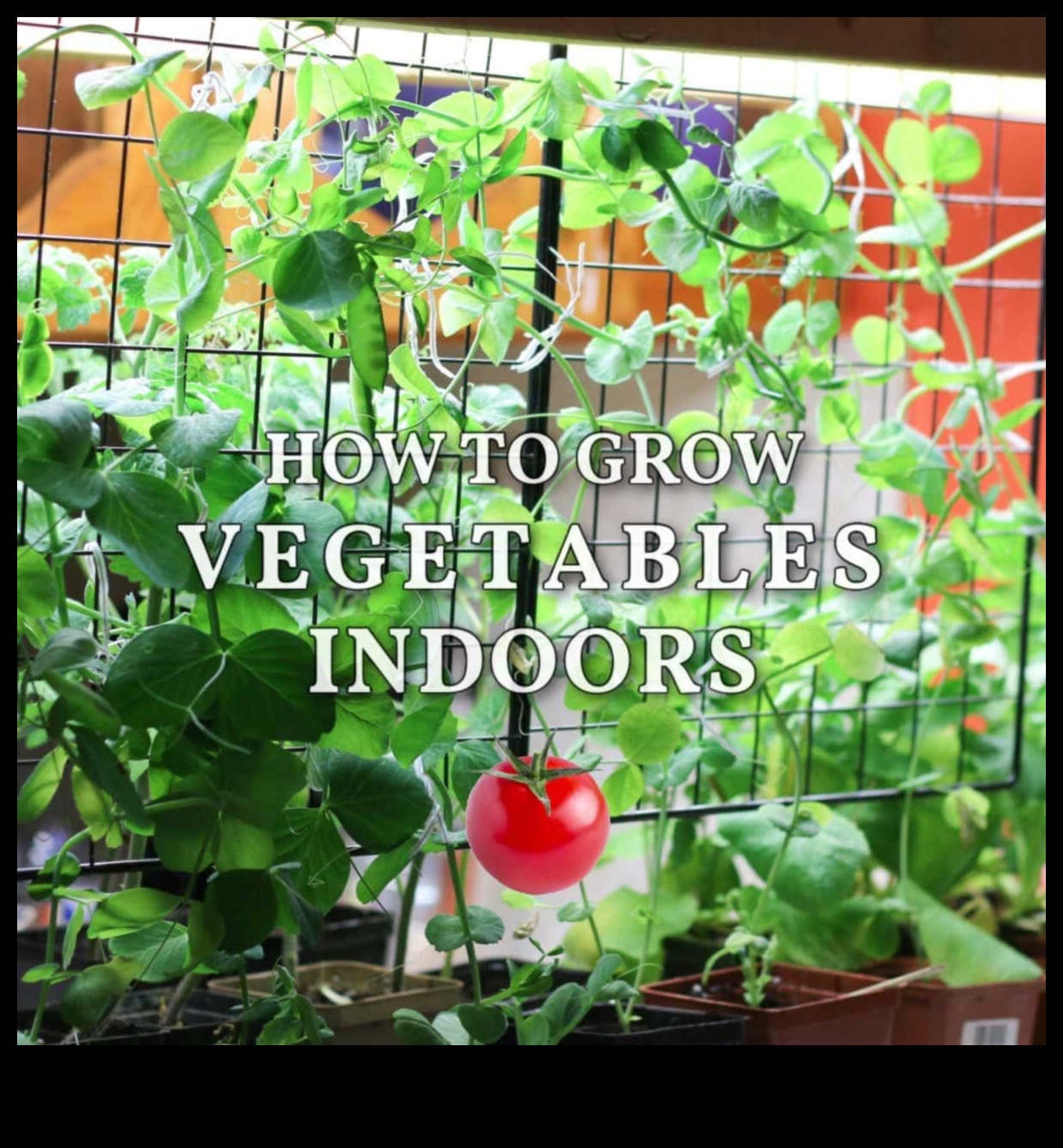 Pint-Sized Gardens A Guide to Growing Your Own Food Indoors 2 Pint-Sized Gardens: Unveiling the Marvels of Indoor Gardening