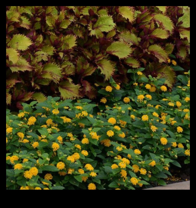 Pot of Gold Grow a Beautiful Garden in Any Space 3 Pot of Gold: Container Gardening Tips for Blooming Success