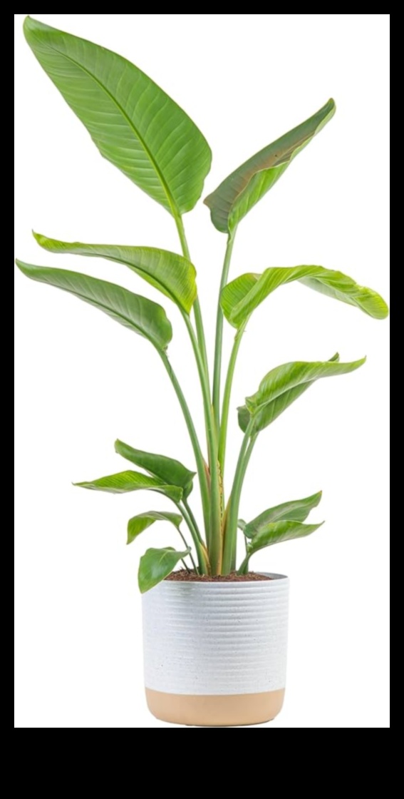 Potted Paradise Bring the Outdoors In With Indoor Gardening 3 Potted Paradise: Indoor Gardening for Every Living Space