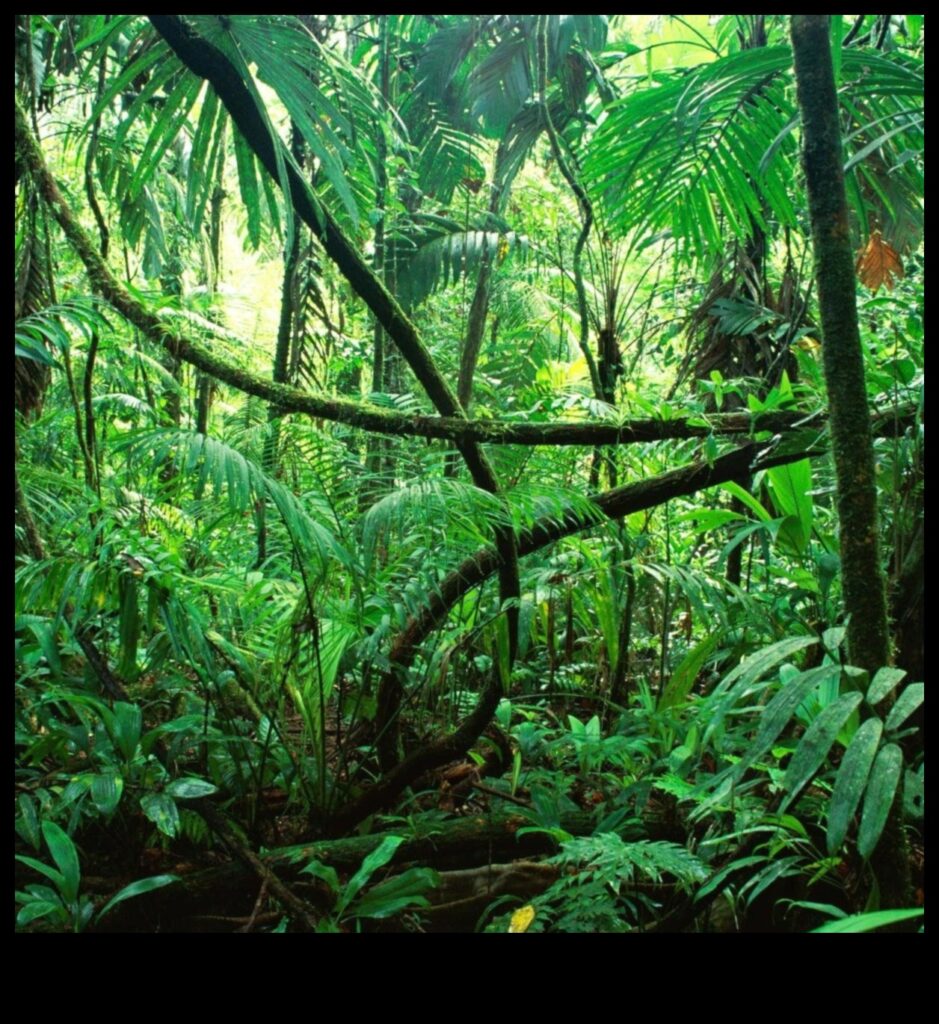 Rainforests A Home to Millions of Species 1