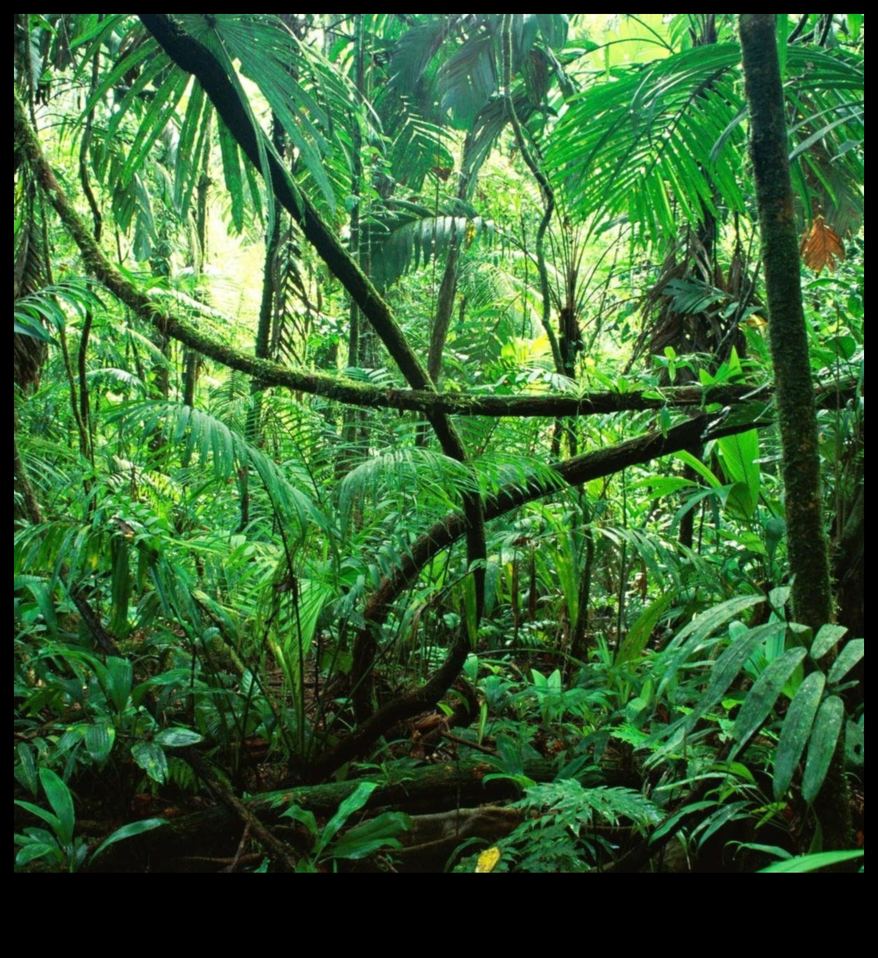 Why are rainforests considered one of the most diverse landscapes?