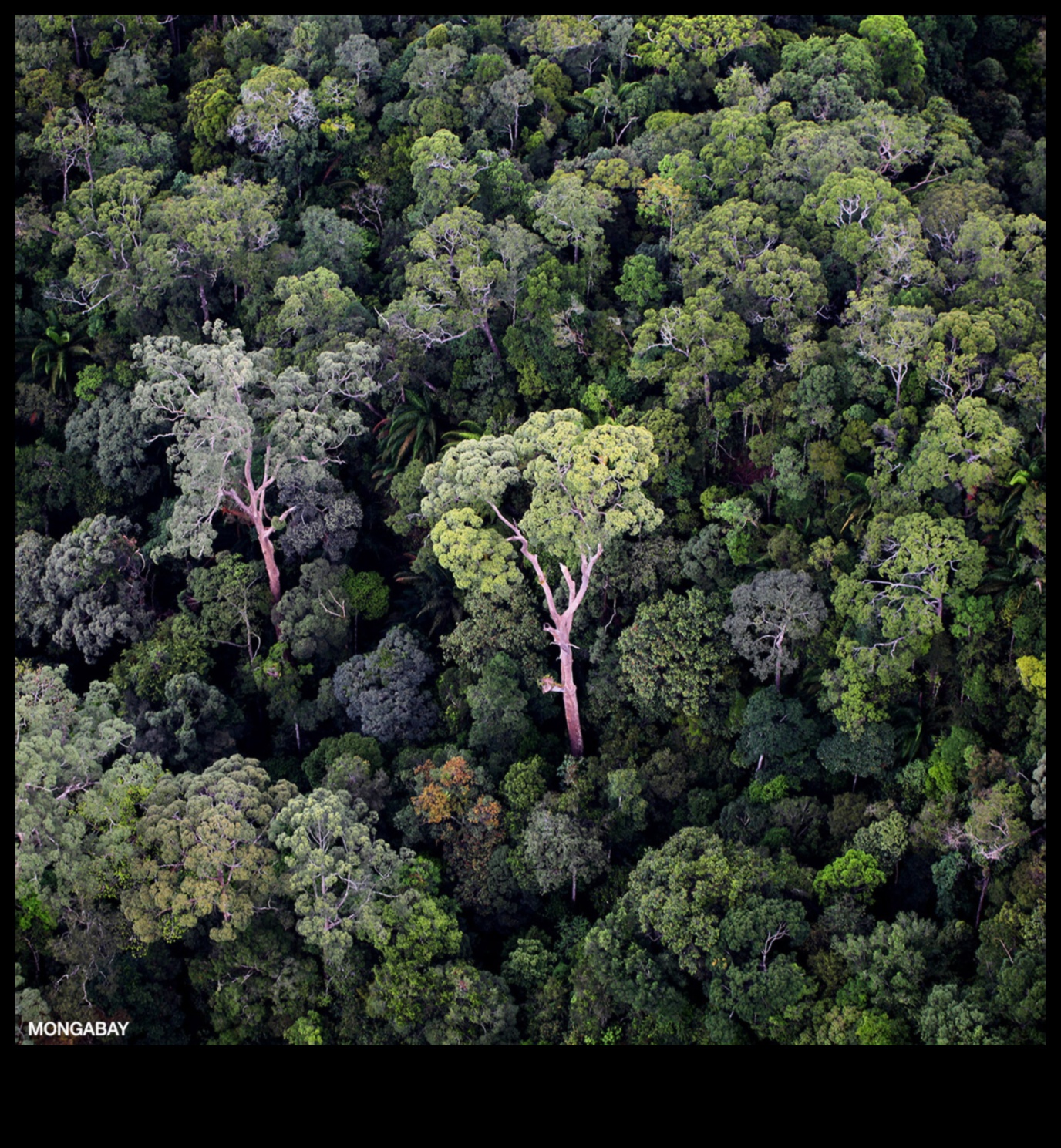 Why are rainforests considered one of the most diverse landscapes?