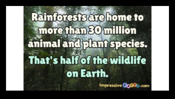 Why are rainforests considered one of the most diverse landscapes?