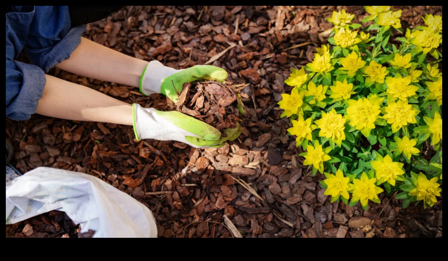 Rooted Radiance: Unveiling Secrets of Garden Brilliance with Maintenance