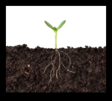 Roots of Radiance: Harnessing the Power of Horticulture