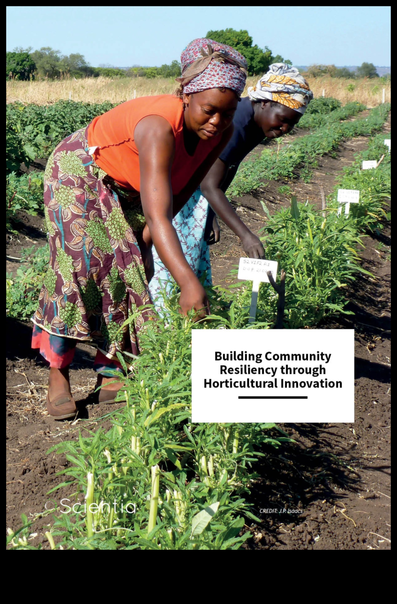 Roots of Resilience: The Strength of Horticulture