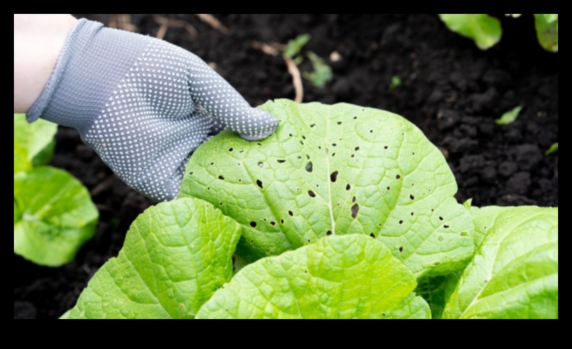Safeguarding Serenity: Combatting Pests in Your Garden
