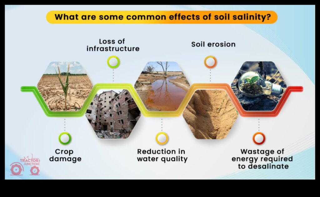 Salty Soil Causes and Solutions 1