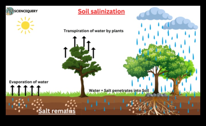 Why are certain landscapes more prone to soil salinity?